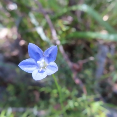 Wahlenbergia littoricola subsp. littoricola at Monga, NSW - 16 Dec 2023 by MatthewFrawley