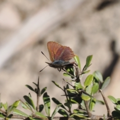 Paralucia crosbyi (Violet Copper Butterfly) at Anembo, NSW - 13 Sep 2023 by RAllen