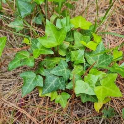 Hedera hibernica (Ivy) at Isaacs Ridge and Nearby - 16 Dec 2023 by Mike
