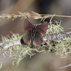 Paralucia crosbyi (Violet Copper Butterfly) at Anembo, NSW - 13 Sep 2023 by RAllen