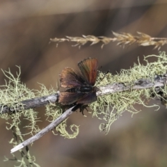 Paralucia spinifera at suppressed - 13 Sep 2023