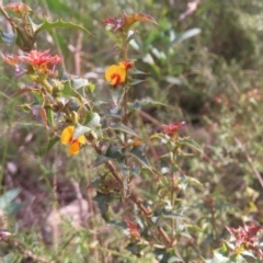 Podolobium ilicifolium (Prickly Shaggy-pea) at QPRC LGA - 16 Dec 2023 by MatthewFrawley