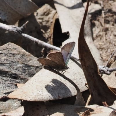 Paralucia crosbyi (Violet Copper Butterfly) at Anembo, NSW - 13 Sep 2023 by RAllen