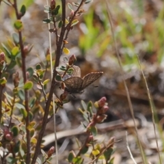 Paralucia spinifera (Bathurst or Purple Copper Butterfly) at Anembo, NSW - 13 Sep 2023 by RAllen