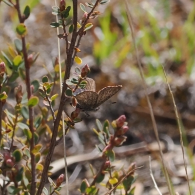 Paralucia spinifera (Bathurst or Purple Copper Butterfly) at Anembo, NSW - 13 Sep 2023 by RAllen