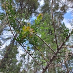 Acacia paradoxa (Kangaroo Thorn) at Surf Beach, NSW - 16 Dec 2023 by LyndalT