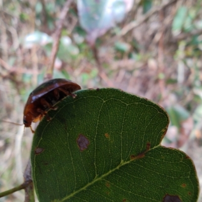 Dicranosterna immaculata (Acacia leaf beetle) at Surf Beach, NSW - 17 Dec 2023 by LyndalT