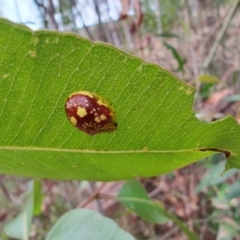 Paropsis maculata (Spotted leaf beetle) at Surf Beach, NSW - 17 Dec 2023 by LyndalT