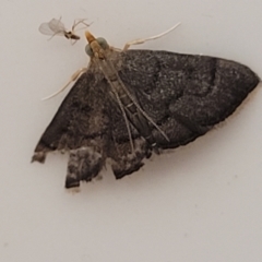 Metasia (genus) (A Crambid moth) at Coolongolook, NSW - 17 Dec 2023 by trevorpreston