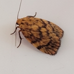 Unidentified Noctuoid moth (except Arctiinae) at Coolongolook, NSW - 17 Dec 2023 by trevorpreston