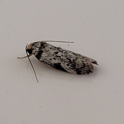 Unidentified Concealer moth (Oecophoridae) at Coolongolook, NSW - 17 Dec 2023 by trevorpreston