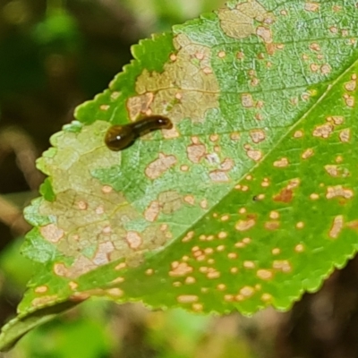 Caliroa cerasi (Cherry Slug Sawfly, Pear and Cherry Slug, Pear and Cherry Sawfly) at Isaacs, ACT - 16 Dec 2023 by Mike