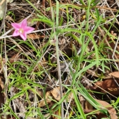 Convolvulus angustissimus subsp. angustissimus (Australian Bindweed) at Isaacs Ridge and Nearby - 17 Dec 2023 by Mike