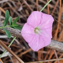 Convolvulus angustissimus subsp. angustissimus (Australian Bindweed) at Isaacs Ridge and Nearby - 17 Dec 2023 by Mike