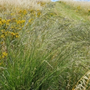 Eragrostis curvula at Isaacs Ridge - 17 Dec 2023