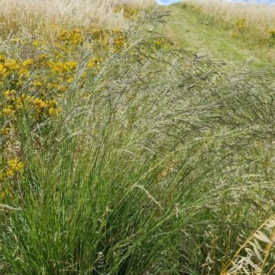 Eragrostis curvula (African Lovegrass) at Isaacs Ridge - 16 Dec 2023 by Mike