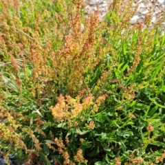 Rumex acetosella (Sheep Sorrel) at Isaacs Ridge - 17 Dec 2023 by Mike
