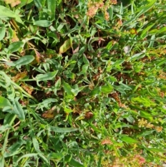 Rumex acetosella at Isaacs Ridge - 17 Dec 2023 09:58 AM