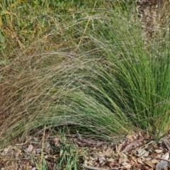 Nassella trichotoma (Serrated Tussock) at Isaacs Ridge - 17 Dec 2023 by Mike