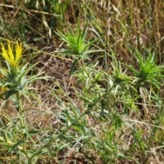 Carthamus lanatus (Saffron Thistle) at Isaacs Ridge and Nearby - 16 Dec 2023 by Mike