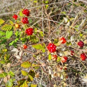 Rubus parvifolius at Isaacs Ridge - 17 Dec 2023 09:35 AM