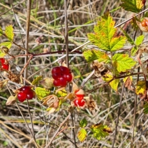 Rubus parvifolius at Isaacs Ridge - 17 Dec 2023 09:35 AM