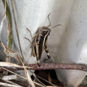 Macrotona australis at Lyons, ACT - 17 Dec 2023 10:05 AM
