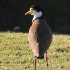 Vanellus miles (Masked Lapwing) at Merimbula, NSW - 10 Oct 2023 by MichaelBedingfield