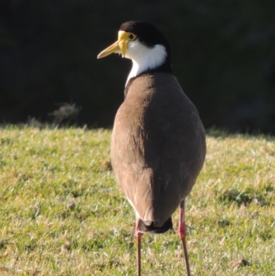 Vanellus miles (Masked Lapwing) at Merimbula, NSW - 10 Oct 2023 by MichaelBedingfield