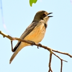 Pachycephala rufiventris (Rufous Whistler) at The Pinnacle - 16 Dec 2023 by Thurstan