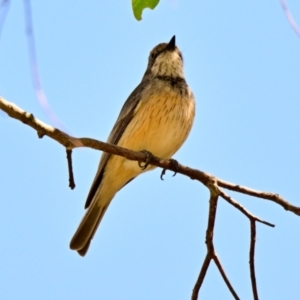 Pachycephala rufiventris at The Pinnacle - 17 Dec 2023 10:16 AM