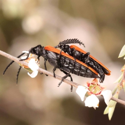 Porrostoma rhipidium (Long-nosed Lycid (Net-winged) beetle) at Bruce Ridge to Gossan Hill - 22 Oct 2023 by ConBoekel