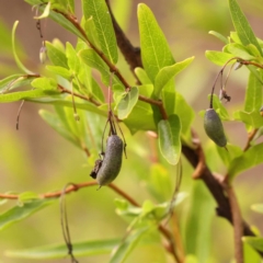 Billardiera heterophylla (Western Australian Bluebell Creeper) at Bruce Ridge to Gossan Hill - 22 Oct 2023 by ConBoekel