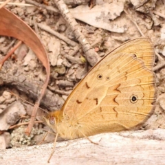 Heteronympha merope (Common Brown Butterfly) at Bruce Ridge to Gossan Hill - 23 Oct 2023 by ConBoekel