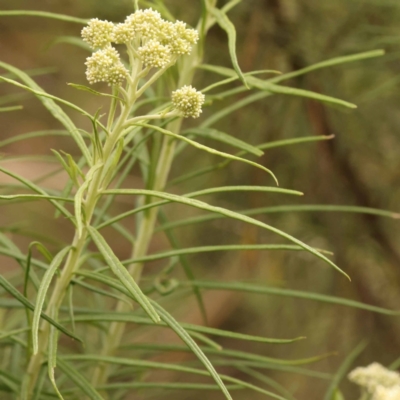 Cassinia longifolia (Shiny Cassinia, Cauliflower Bush) at Bruce Ridge to Gossan Hill - 23 Oct 2023 by ConBoekel