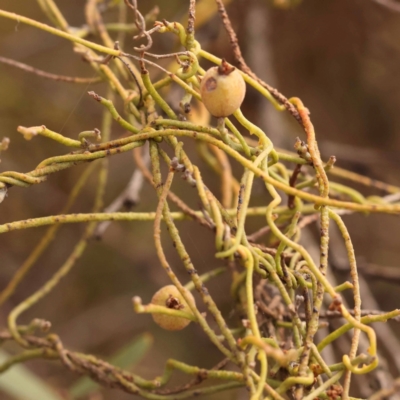 Cassytha pubescens (Devil's Twine) at Bruce Ridge to Gossan Hill - 22 Oct 2023 by ConBoekel
