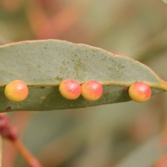 Leptocybe invasa (Eucalyptus Stem Gall Wasp) at Bruce Ridge to Gossan Hill - 22 Oct 2023 by ConBoekel