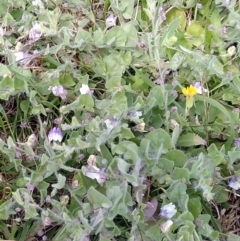 Kickxia elatine subsp. crinita (Twining Toadflax) at MTR591 at Gundaroo - 17 Dec 2023 by MaartjeSevenster