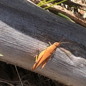 Goniaea australasiae at Farrer Ridge NR  (FAR) - 15 Dec 2023 03:27 PM