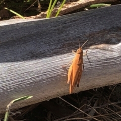 Goniaea australasiae at Farrer Ridge NR  (FAR) - 15 Dec 2023 03:27 PM