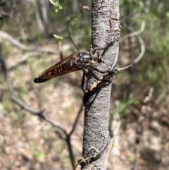 Asilidae (family) (Unidentified Robber fly) at Farrer Ridge NR  (FAR) - 15 Dec 2023 by melchapman