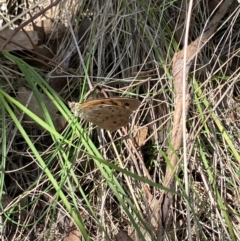 Heteronympha merope (Common Brown Butterfly) at Farrer Ridge - 15 Dec 2023 by melchapman