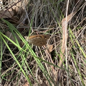 Heteronympha merope at Farrer Ridge NR  (FAR) - 15 Dec 2023