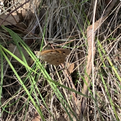 Heteronympha merope (Common Brown Butterfly) at Farrer Ridge - 15 Dec 2023 by melchapman