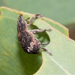 Oxyops fasciatus (A weevil) at Kuringa Woodland (CPP) - 14 Feb 2023 by AlisonMilton