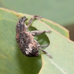 Oxyops fasciatus at Kuringa Woodland (CPP) - 14 Feb 2023 02:16 PM