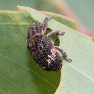 Oxyops fasciatus at Kuringa Woodland (CPP) - 14 Feb 2023