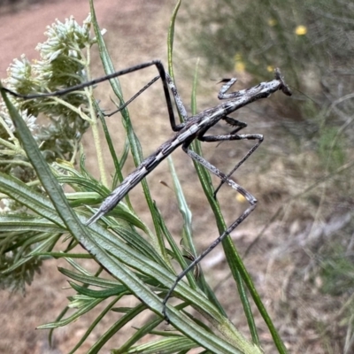 Archimantis latistyla at Majura, ACT - 17 Dec 2023 by Pirom