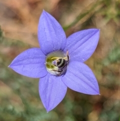 Lasioglossum (Chilalictus) sp. (genus & subgenus) (Halictid bee) at Page, ACT - 17 Dec 2023 by CattleDog