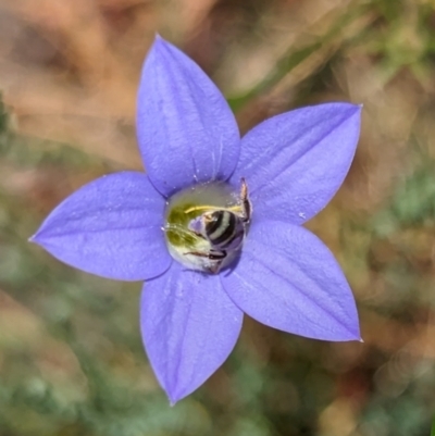 Lasioglossum (Chilalictus) sp. (genus & subgenus) (Halictid bee) at Page, ACT - 17 Dec 2023 by CattleDog